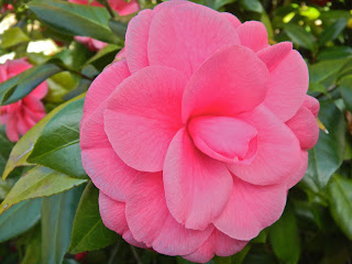 Camellia blossom