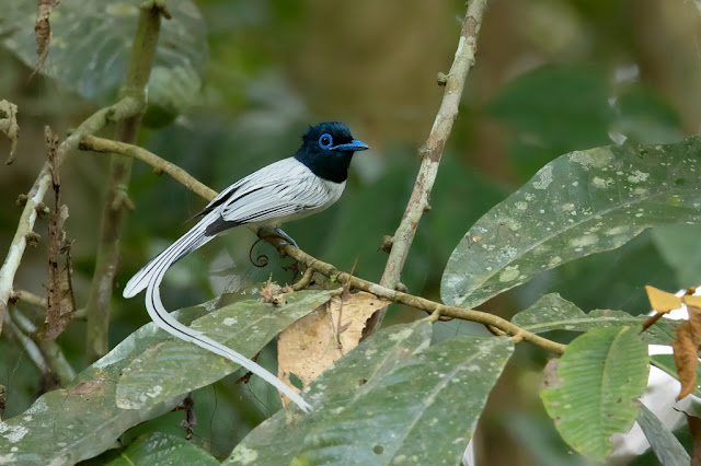 The Enigmatic Elegance of the Amur Paradise Flycatcher