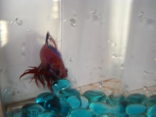 crowntail betta