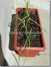 alho na jardineira