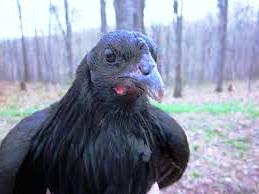  Ayam  Black Sumatra Ayam  Aduan Super dari Andalas
