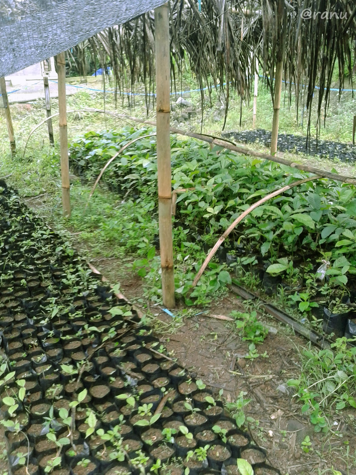 Pohon Kemenyan Upaya Rehabilitasi dan Peningkatan Ekonomi Masyarakat di Kawasan Gunung Merapi