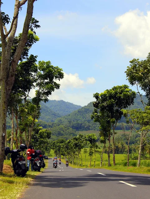 Keindahan Persawahan Watumurah, Pendoworejo, Girimulyo Kulon Progo