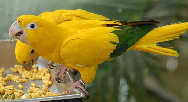 Golden Conure Parrot, http://dmjapan.blogspot.com/