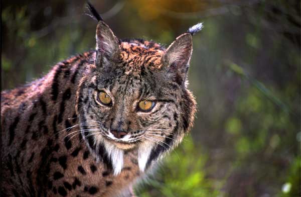 iberian lynxes