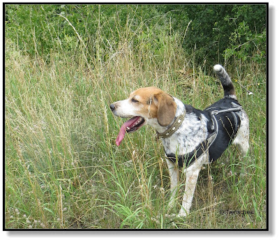 Beagle