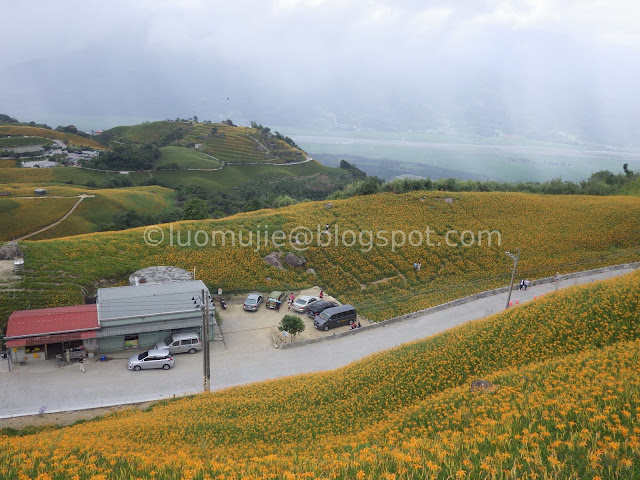 Hualien Sixty Stone Mountain daylily flowers