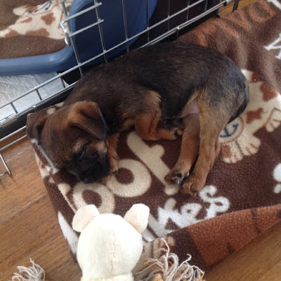 Fizz border terrier puppy sleeping