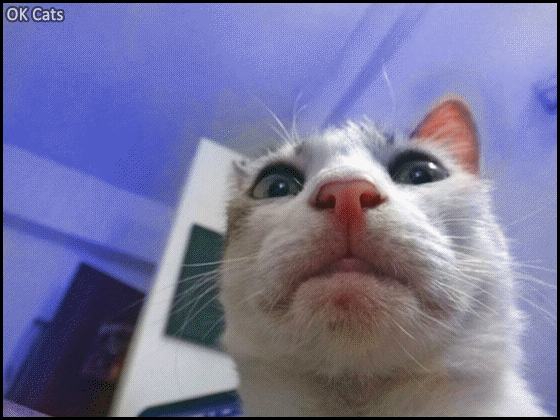 Art Cat GIF • When you want to take a selfie but you don't know how to adjust the colors and focus on your camera [ok-cats.com]