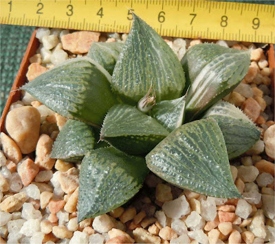 Haworthia retusa x splendens (Variegated)