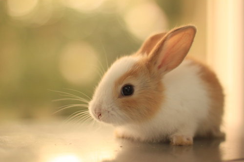 Cute little bunny.