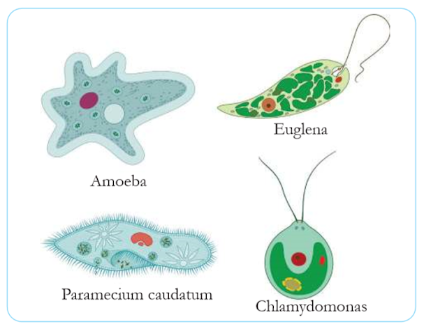 Contoh Protista yang merupakan organisme uniseluler