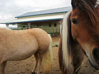 Angel Eyes, a bay pinto palomino mare headshot