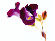 Marcadores: amor, flor, poesia (photoprinted impressao fine art flor lilas)