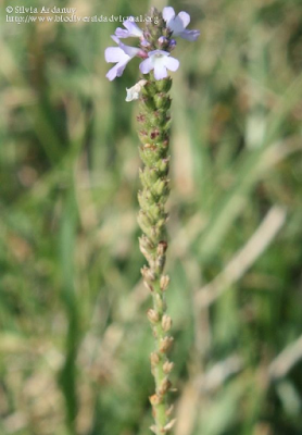 http://www.biodiversidadvirtual.org/herbarium/Verbena-officinalis-L.-img188217.html