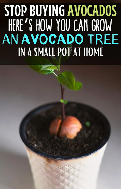 Stop Buying Avocados. Here’s How You Can Grow an Avocado Tree in a Small Pot at Home