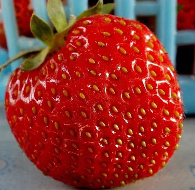  https://www.banggood.com/100Pcs-Giant-Red-Strawberry-Seeds-Rarest-Heirloom-Super-Giant-Japan-Strawber-Seeds-Garden-p-1117678.html?VU10125254322014040A