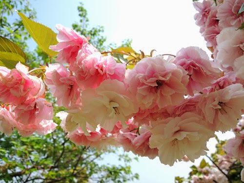 横浜赤レンガ倉庫1号館付近の桜