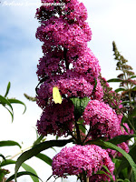 Buddleja