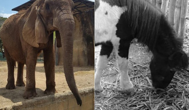 Régimen mató de hambre a un elefante y un pony  enBarquisimeto