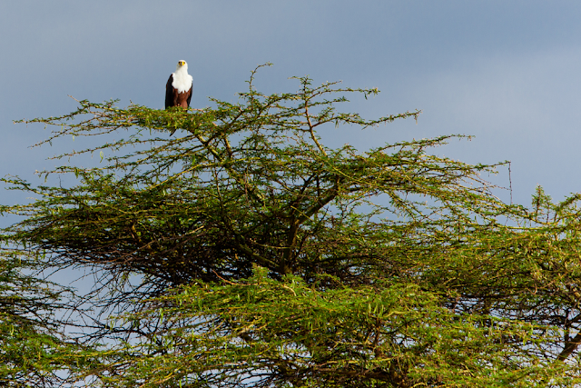 African fish eagle at Lake Naivasha in Kenya