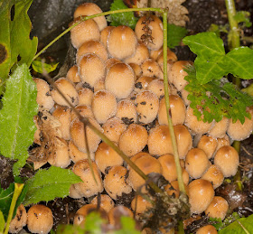 Coprinellus micaceus.  Glistening Inkcap.  Beckenham Place Park, 16 October 2016.