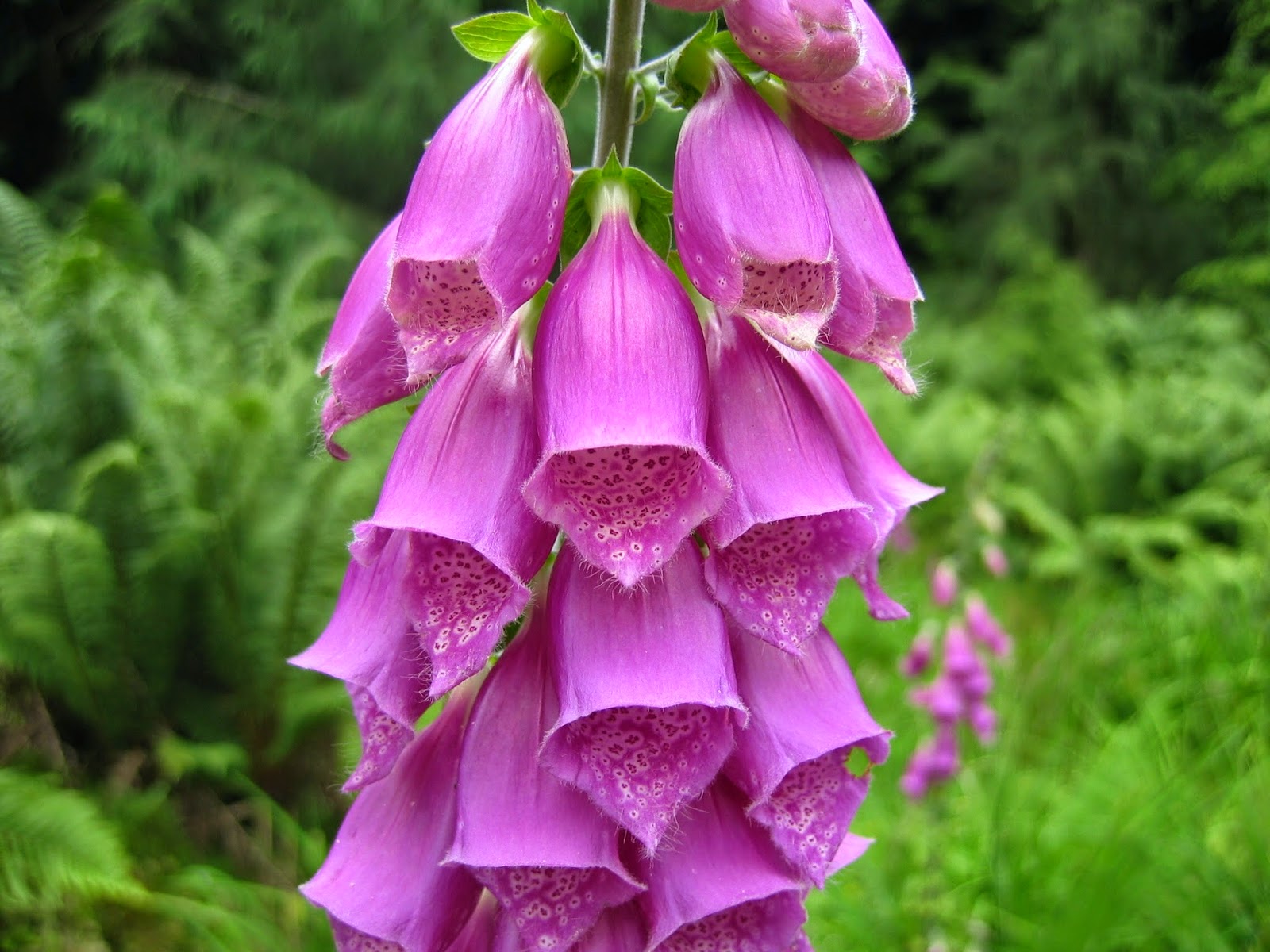  DIGITALIS  PURPUREA - டிஜிடாலிஸ் பர்பியூரியா