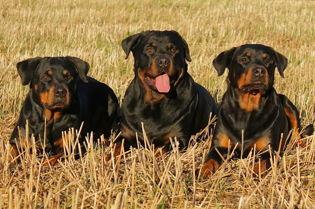 5 lời khuyên về việc chăm sóc chó con Rottweiler của bạn