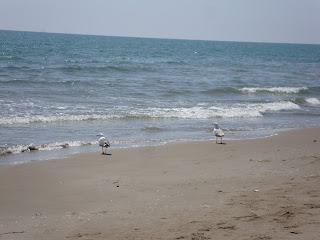 Punta de La Banya Beach seagulls - Sant Carles de La rápita