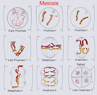 ALTERACIONES-MEIOSIS-INFERTILIDAD-FEMENINA