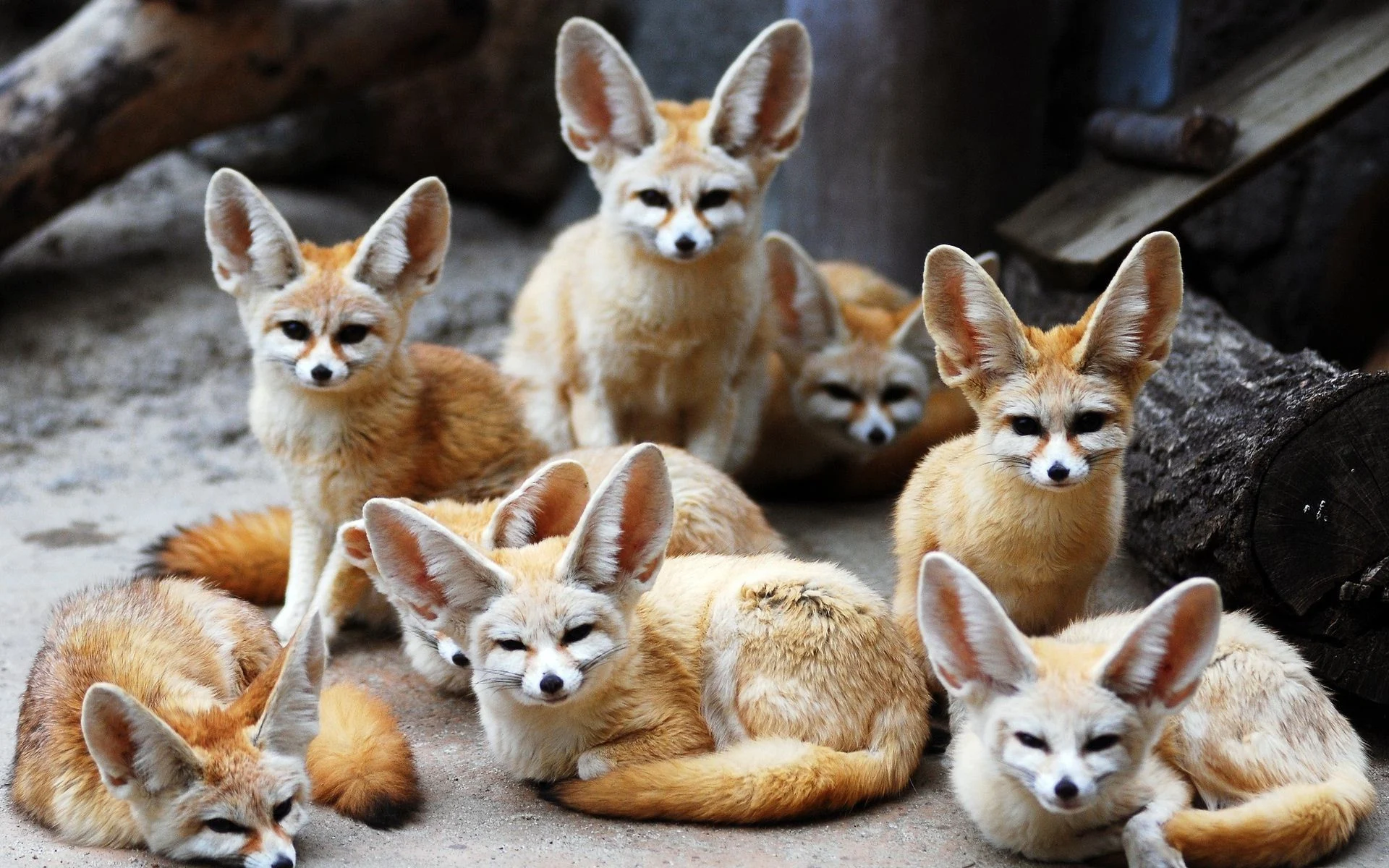 Fox face animal cute wallpaper
