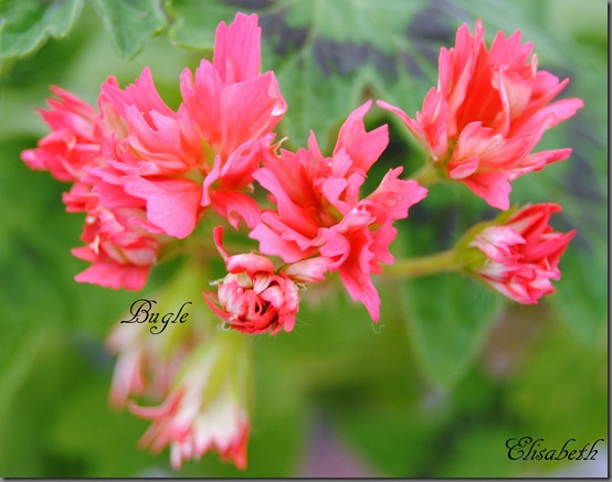 Pelargonium april 2012 018