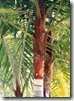 Dypsis leptocheilos