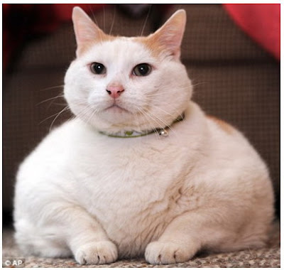 Fattest Cat In The World - Prince Chunk