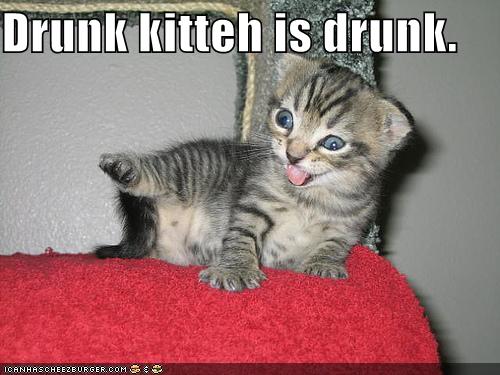 funny images of kittens. Wednesday, February 23, 2011