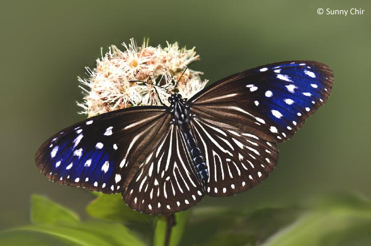 types of flowers with names and pictures Striped Blue Crow Butterfly | 756 x 501