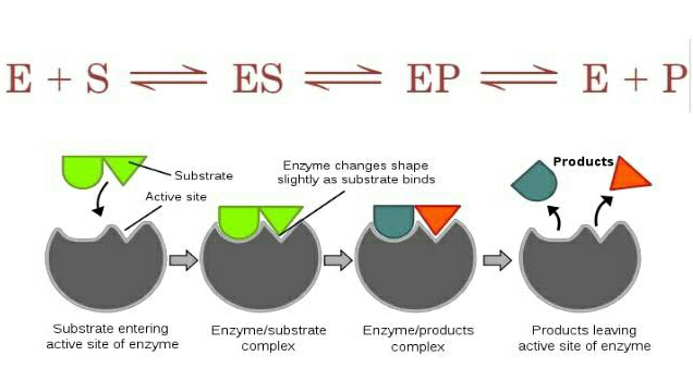 (Enzyme-substrate Complex, substrate atached to active sites, enzyme reaction diagram 