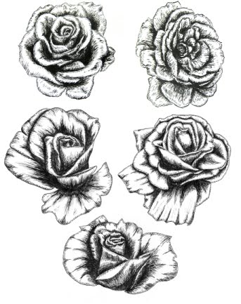 drawings of roses