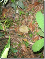 durian balik pulau 11