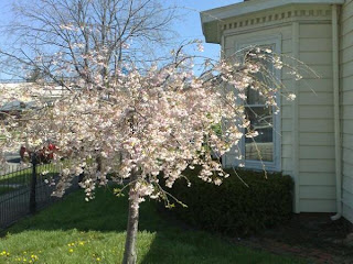 A Weeping Cherry tree?