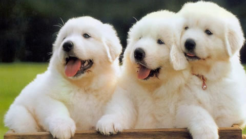 pics of cute puppies and dogs. cute puppies and dogs.