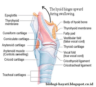 Skematis susunan tulang rawan larynx.