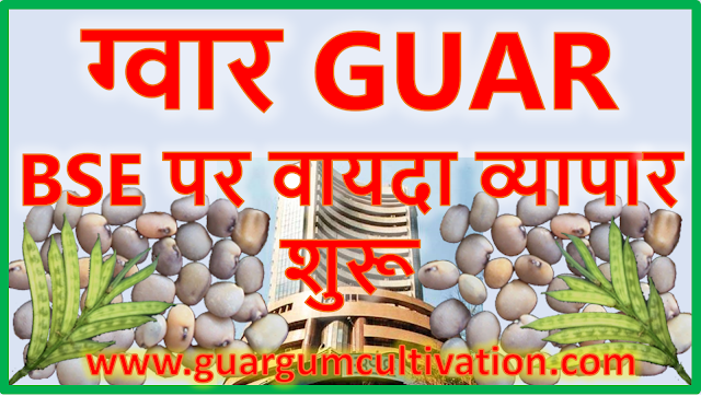 ग्वार सीड व ग्वार गम का वायदा व्यापार बोम्बे स्टॉक एक्सचेंज पर शुरू.  Guar gum production, guar gum export and current price trend, guar, guar gum,  κόμμι γκουάρ Guargummi 瓜爾豆膠, Гуаровая камедь, Гуаровая камедь (гуаровая семян) культивирование консультирование в России, Кизельгура (Cyamopsis tetragonoloba) консультации по выращивание семян в России, Смоли іонообмінні (відповідно насіння) вирощування консультування в Україні, מסטיק Guar (Guar הזרע) ייעוץ הטיפוח בישראל, الاستشارات زراعة Guar اللثة (Guar البذور), صمغ گوار (دانه گوار) کشت مشاوره ايران, ग्वार, ग्वार आज के भाव, ग्वार के भाव, ग्वार गम, ग्वार गम का निर्यात, ग्वार गम का उत्पादन, ग्वार भाव, ग्वार रेट, 瓜尔豆胶 (瓜尔豆种子) 栽培顾问在中国   Guar, guar gum, guar price, guar gum price, guar demand, guar gum demand, guar seed production, guar seed stock, guar seed consumption, guar gum cultivation, guar gum cultivation in india, Guar gum farming, guar gum export from india , guar seed export, guar gum export, guar gum farming, guar gum cultivation consultancy, today guar price, today guar gum price, ग्वार, ग्वार गम, ग्वार मांग, ग्वार गम निर्यात 2018-2019, ग्वार गम निर्यात -2019, ग्वार उत्पादन, ग्वार कीमत, ग्वार गम मांग, Guar Gum, Guar seed, guar , guar gum, guar gum export from india, guar gum export to USA, guar demand USA, guar future price, guar future demand, guar production 2019, guar gum demand 2019.