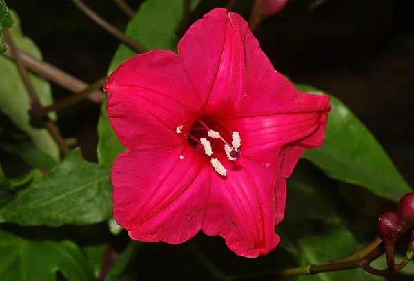 Características-botânicas-da-Planta-de-Ipoméia-rubra