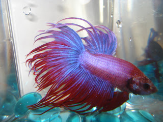 crowntail betta splenden