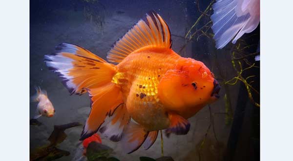 Jenis Ikan Mas Koki Oranda