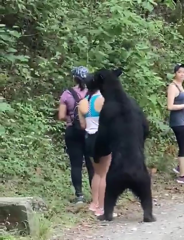Friendly Bear Just Wanted To Sniff Woman’s Hair