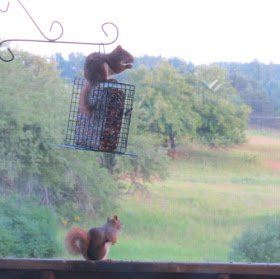 red squirrels