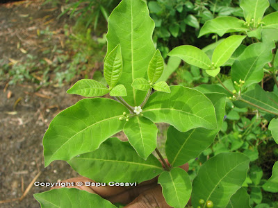 Rauwolfia tetraphylla<br />