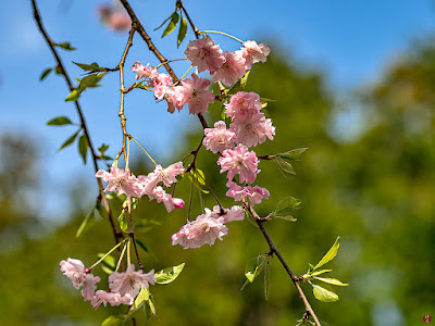 Shidare-zakura (weeping cherry) flowers: Engaku-ji